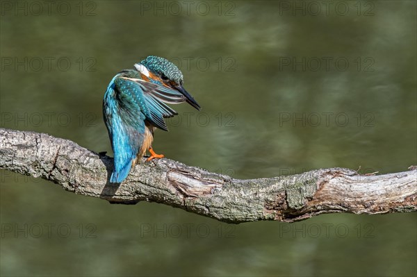 Common kingfisher