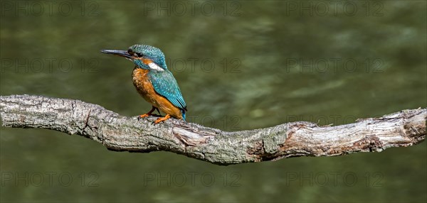 Common kingfisher
