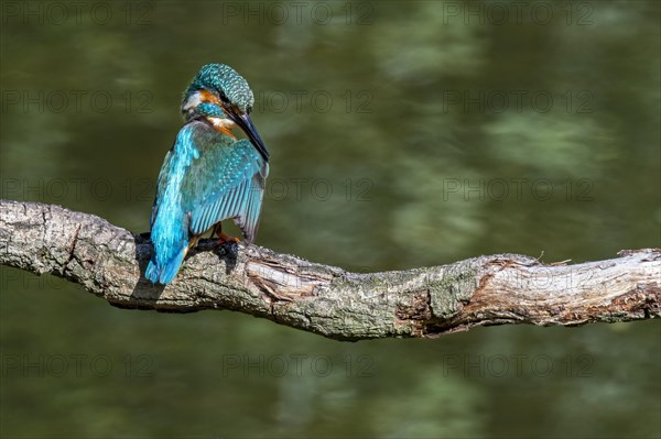 Common kingfisher