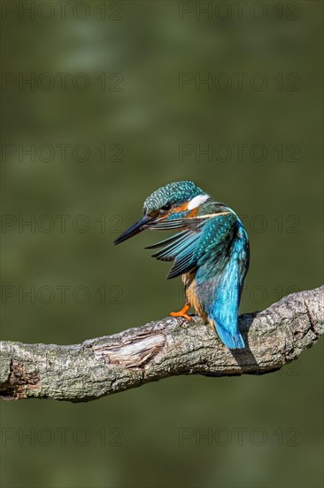 Common kingfisher