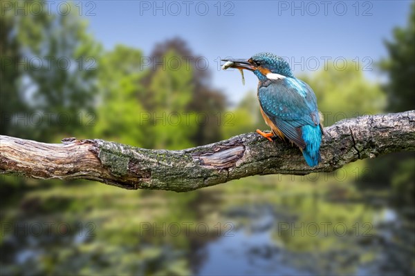 Common kingfisher