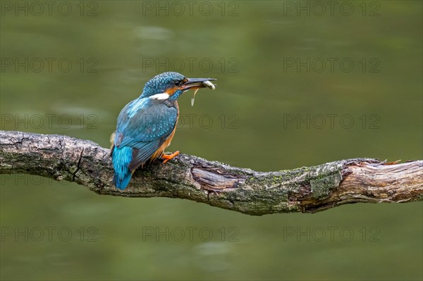 Common kingfisher