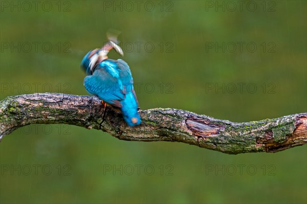 Common kingfisher