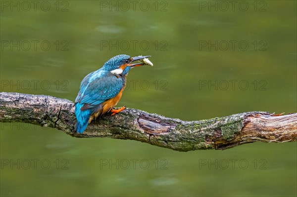 Common kingfisher
