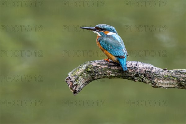 Common kingfisher