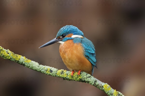 Common kingfisher