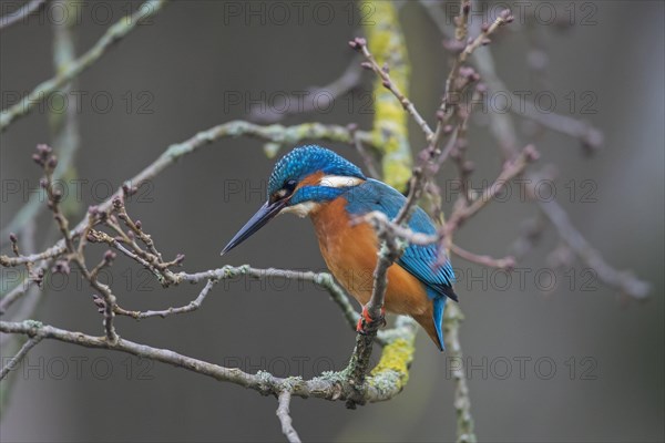 Common kingfisher