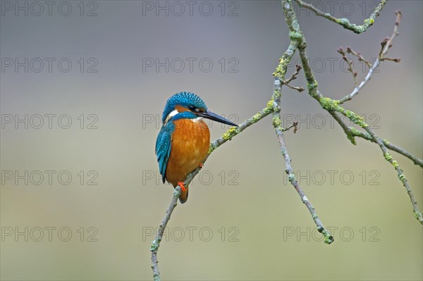 Common kingfisher