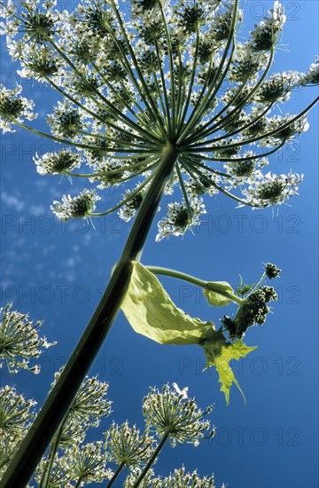 Giant hogweed