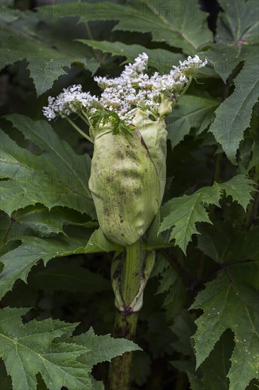 Giant hogweed