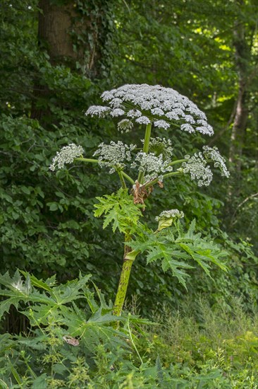 Giant hogweed