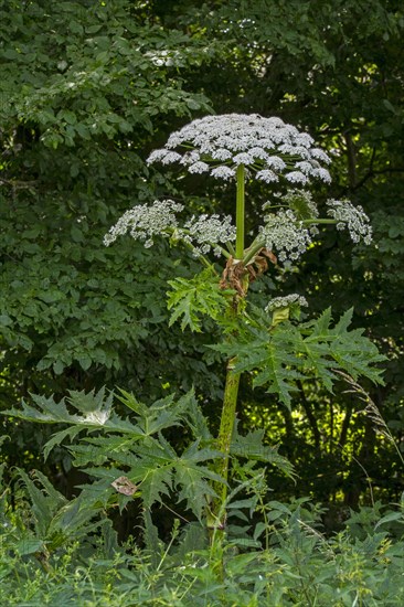 Giant hogweed