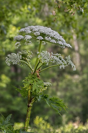 Giant hogweed