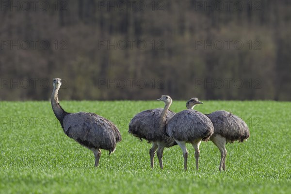 Greater Rhea