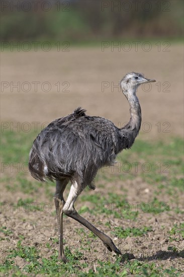 Greater Rhea