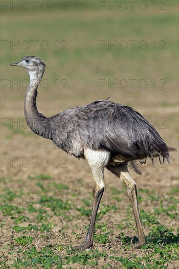 Greater Rhea