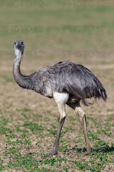 Greater Rhea