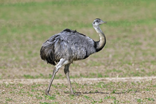 Greater Rhea