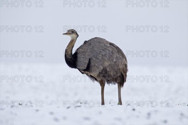 Greater Rhea