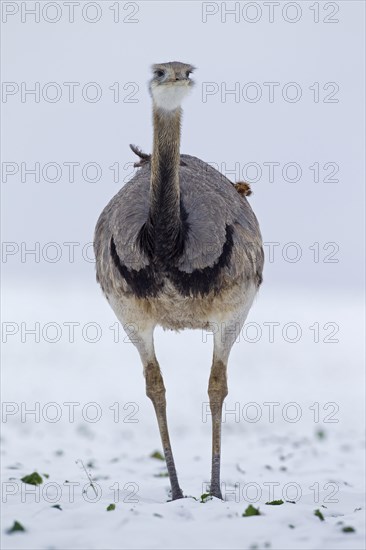 Greater Rhea