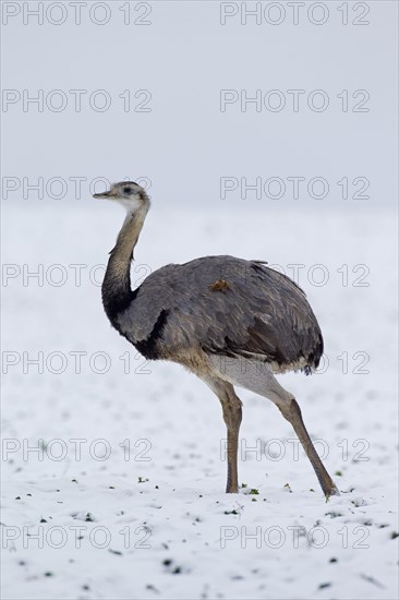 Greater Rhea