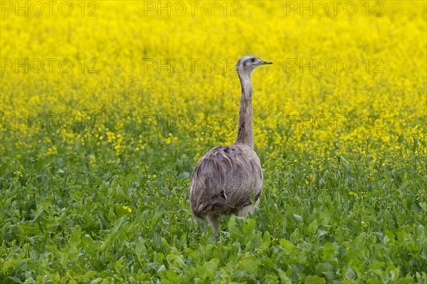 Greater rhea