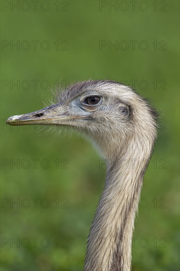 Greater rhea