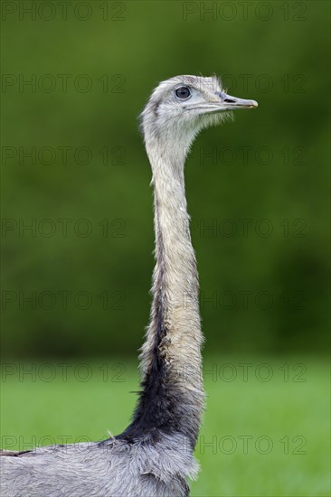 Greater rhea