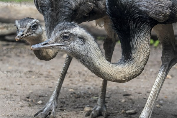 Greater rhea