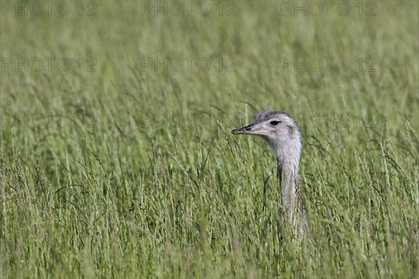 Greater rhea