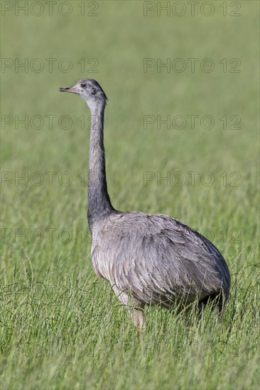 Greater rhea