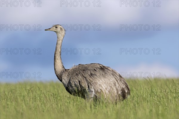 Greater rhea