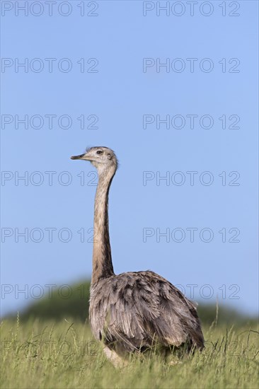 Greater rhea