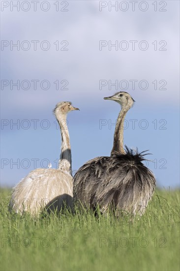 Greater rhea