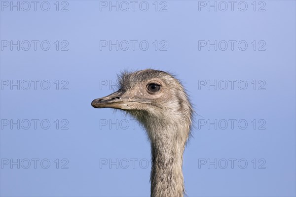 Greater rhea