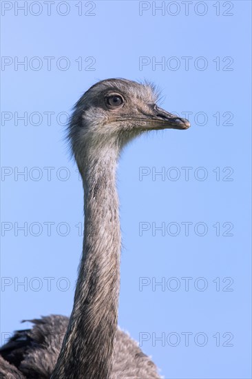 Greater rhea