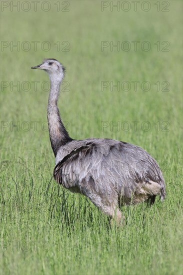 Greater rhea