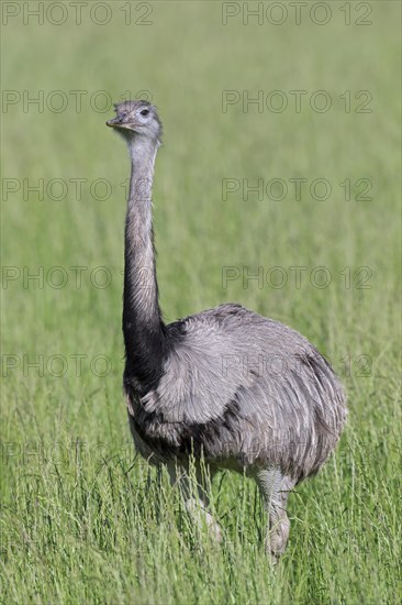 Greater rhea