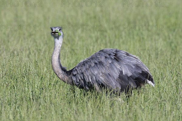 Greater rhea