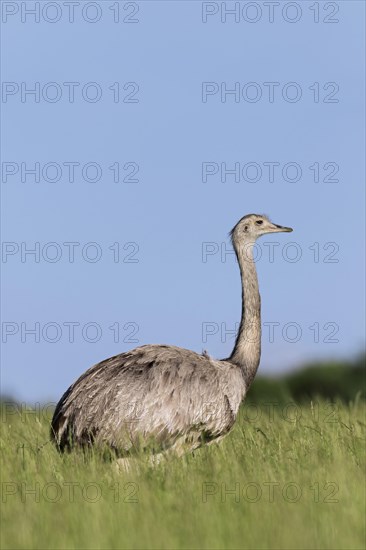 Greater rhea