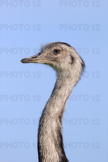 Greater rhea