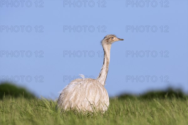 White greater rhea