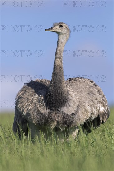 Greater rhea