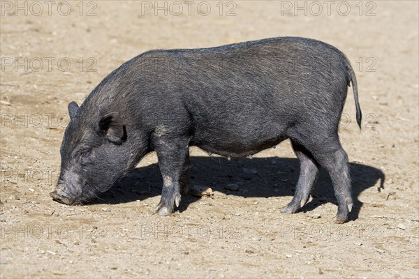 Young Vietnamese Pot-bellied pig