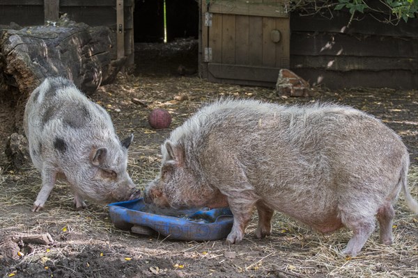 Two Vietnamese Pot-bellied pigs