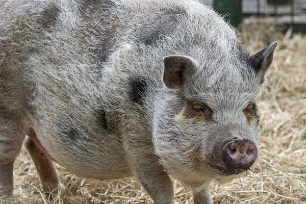 Vietnamese Pot-bellied pig