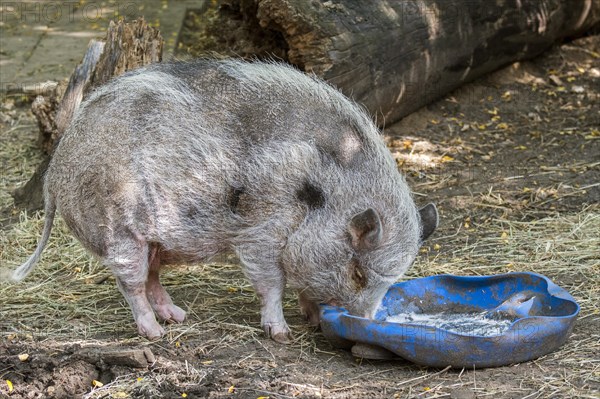 Vietnamese Pot-bellied pig