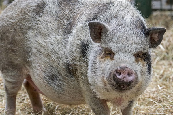 Vietnamese Pot-bellied pig