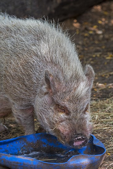 Vietnamese Pot-bellied pig