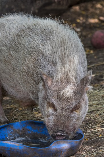 Vietnamese Pot-bellied pig